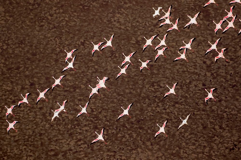 Africa-Tanzania-Aerial view of flock of Lesser Flamingos in flight above shallow waters art print by Paul Souders for $57.95 CAD